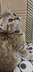 Шотландські кошенята