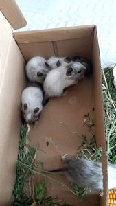Більчата Чилійської білки Дегу