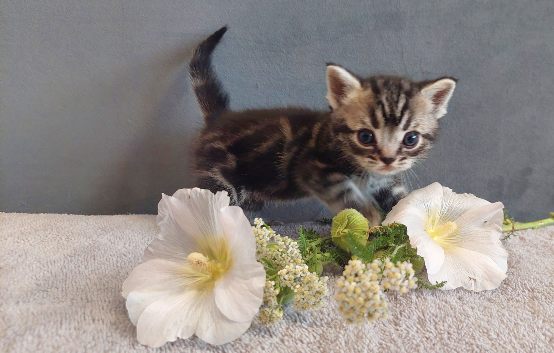 Американська короткошерста. Хлопчик ЯРІК