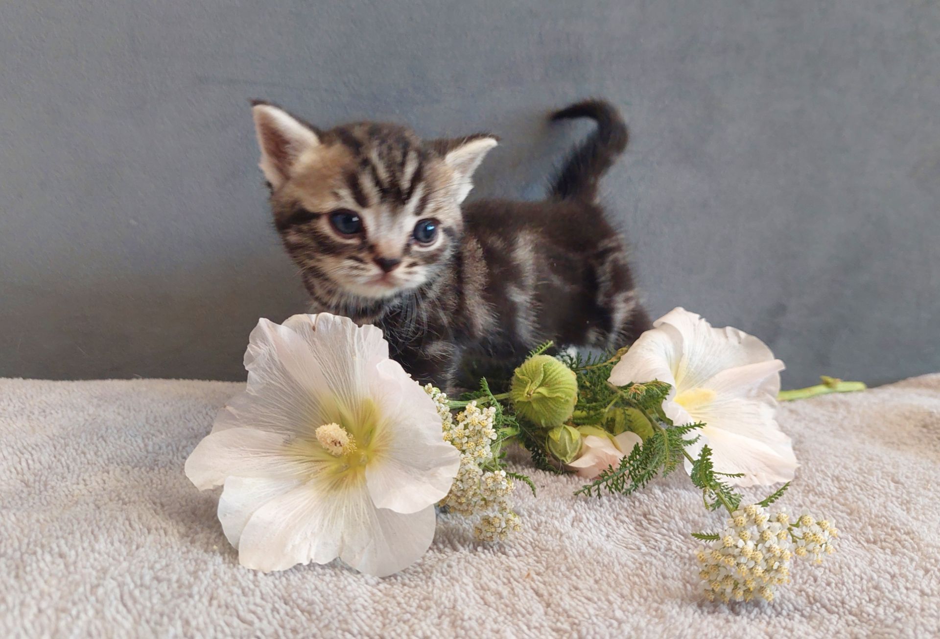 Американська короткошерста. Хлопчик ЯРІК