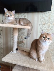 Кошенята породи Британська золота шиншила