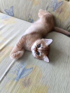 Кошенята породи Британська золота шиншила