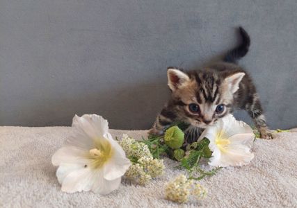Американська короткошерста. Хлопчик ЯРІК