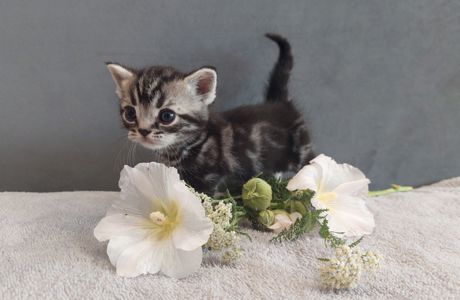 Американська короткошерста. Хлопчик ЯРІК