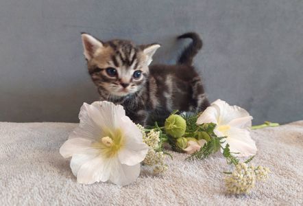 Американська короткошерста. Хлопчик ЯРІК
