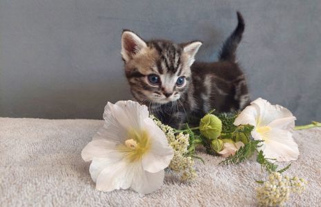 Американська короткошерста. Хлопчик ЯРІК