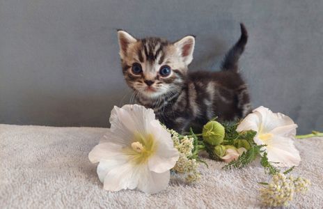 Американська короткошерста. Хлопчик ЯРІК