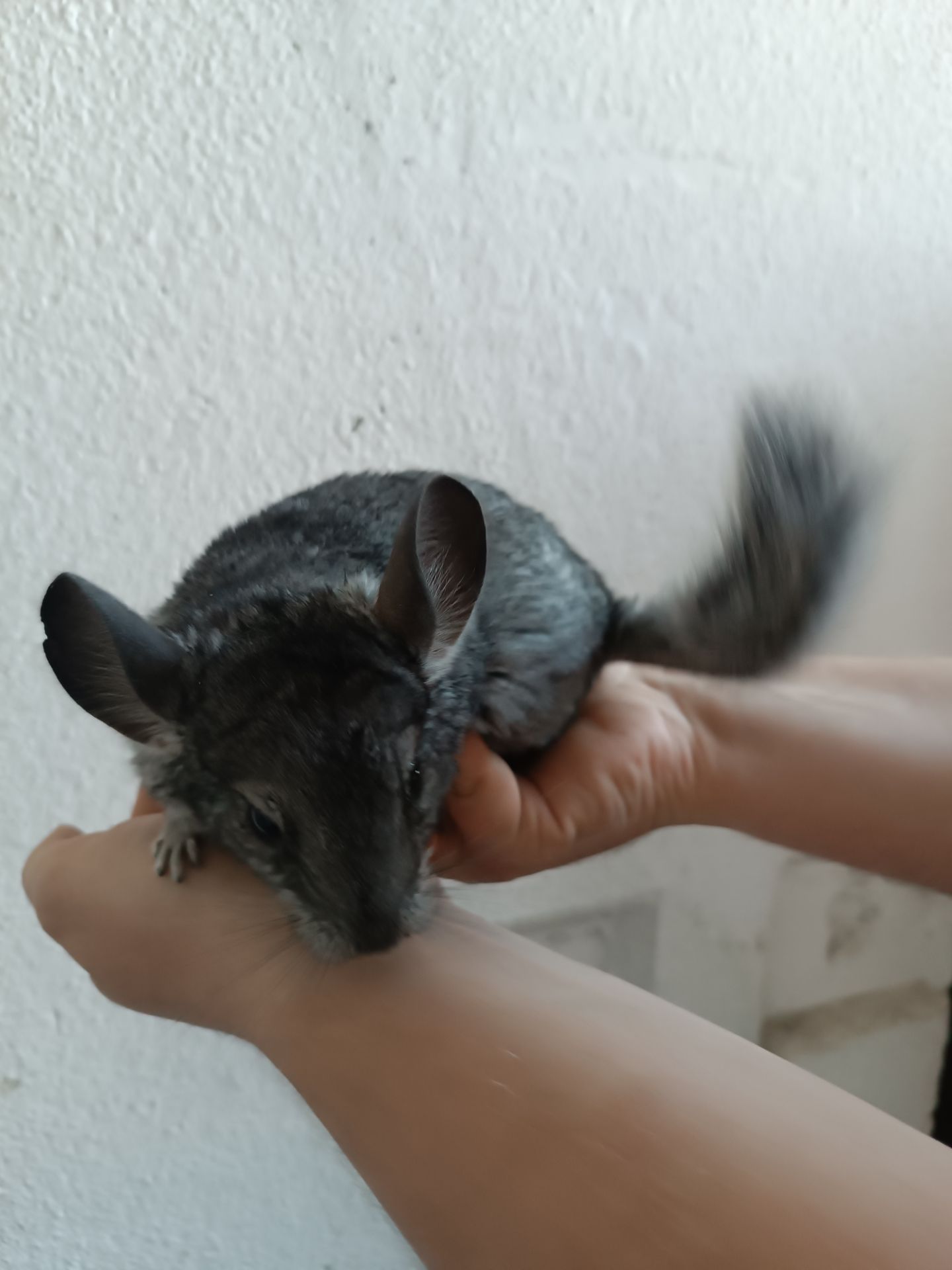 Шиншила