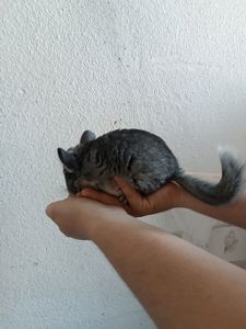 Шиншила