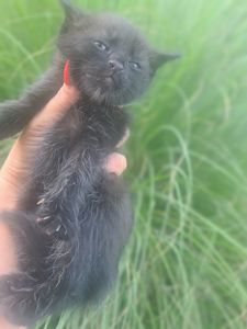 Кошенята