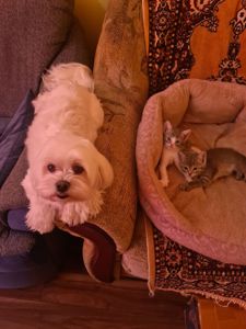 Кошенята