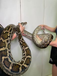 Тигровий пітон альбінос та інші, ручні особини, змія альбінос