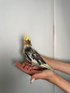 Ручні викормиші Корелла, папуги з ДНК тестом, окільцьовані малюки для дитини