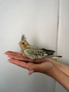 Ручні викормиші Корелла, папуги з ДНК тестом, окільцьовані малюки для дитини