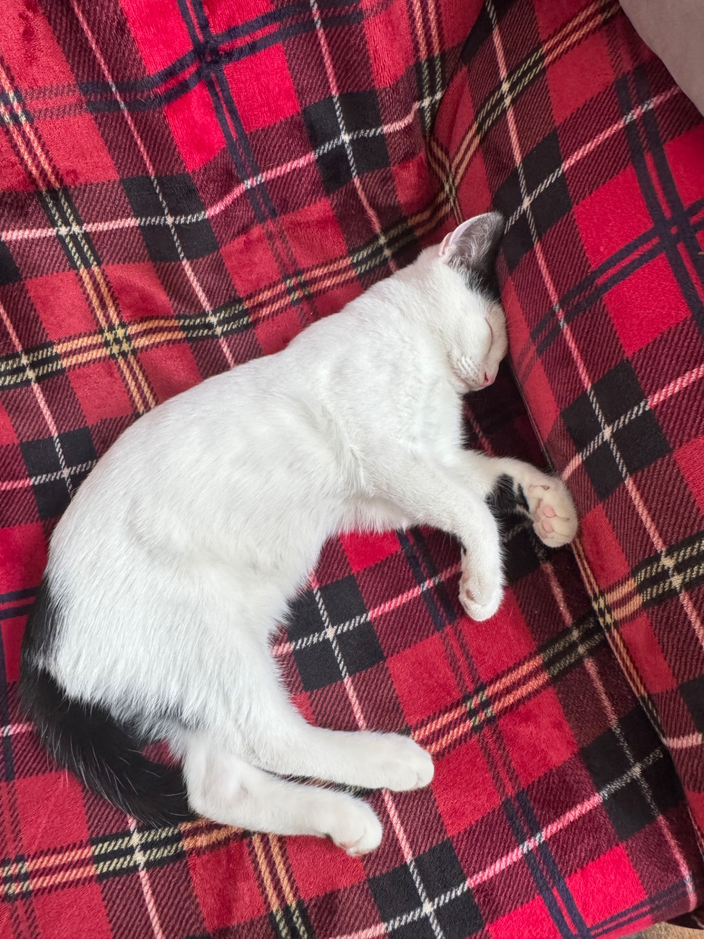 Котик шукає родину