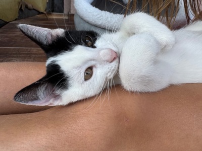 Котик шукає родину