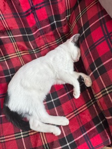 Котик шукає родину