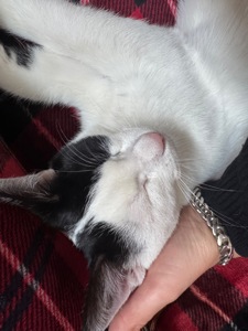 Котик шукає родину
