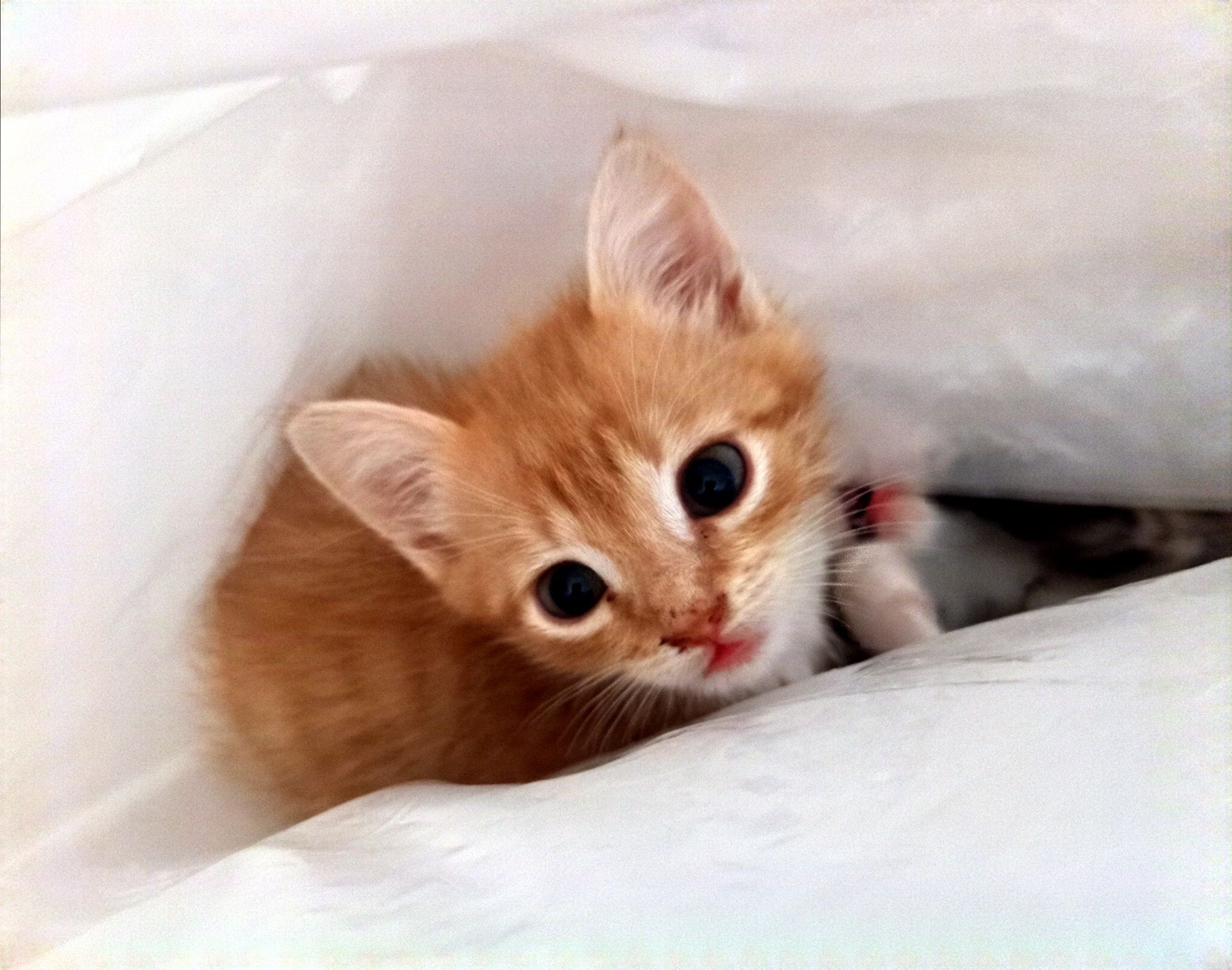 Кошенята 1,5 місяці