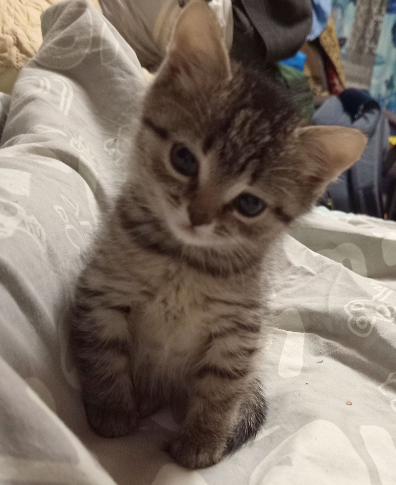 Кошенята 1,5 місяці