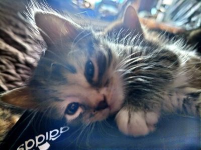 Кошенята 1,5 місяці