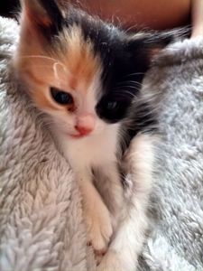 Кошенята 1,5 місяці