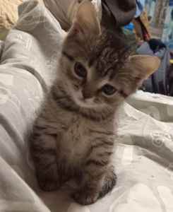 Кошенята 1,5 місяці