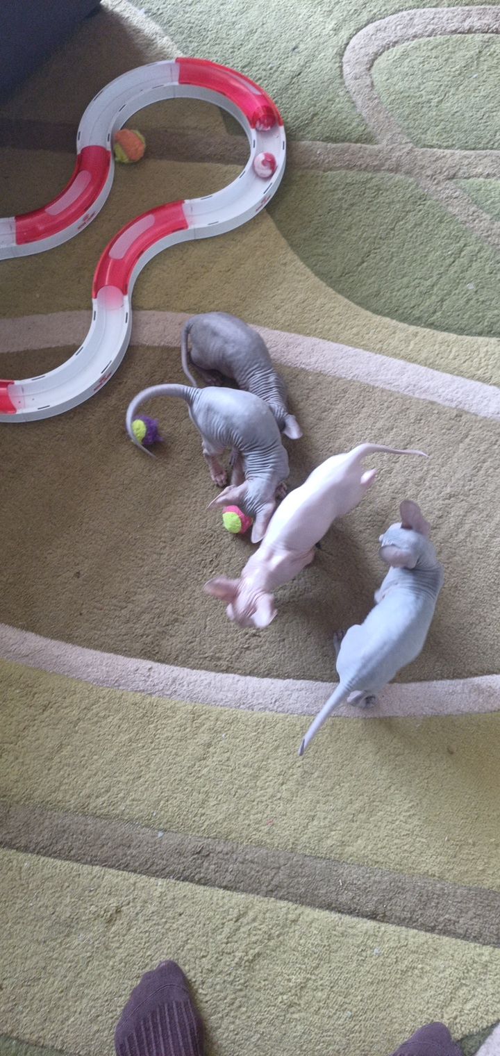 Кошенята