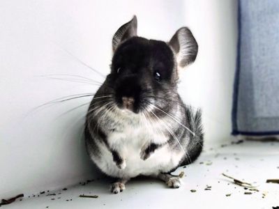 Хлопчик 🖤 чорний оксамит