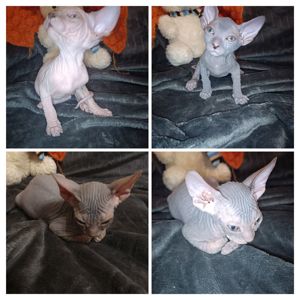 Кошенята