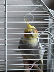 Корела