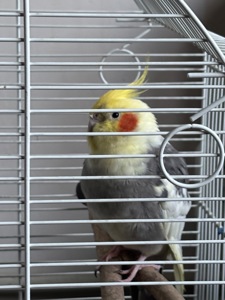 Корела