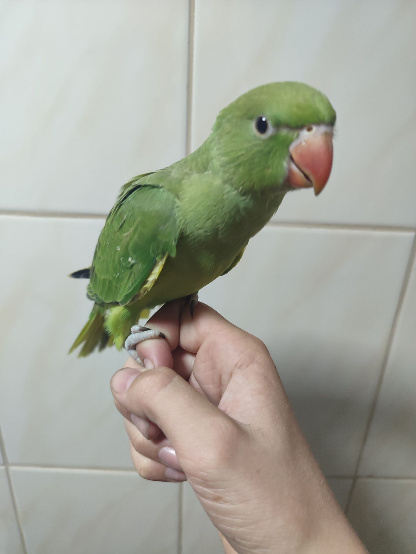 Ожереловий