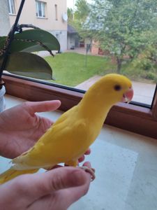 Ожереловий