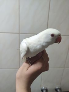 Ожереловий