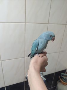 Ожереловий