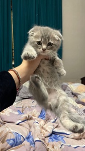 Шотландське кошеня