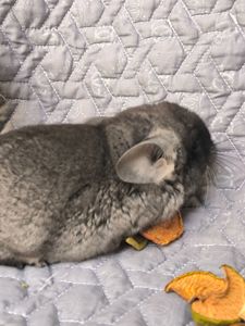 Чорний оксамит носій Ангори, фіолету, сапфіру