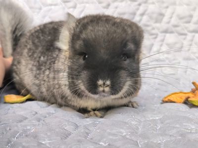 Чорний оксамит носій Ангори, фіолету, сапфіру