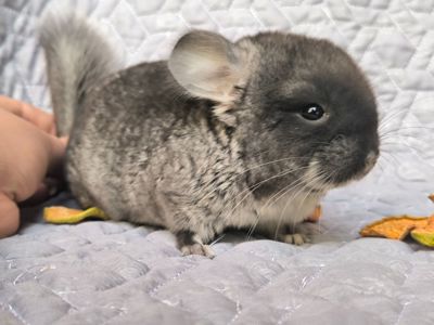 Чорний оксамит носій Ангори, фіолету, сапфіру