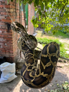 Пітон