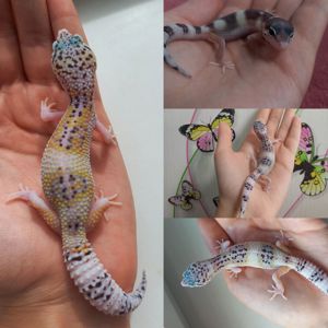 Малюк еублефара