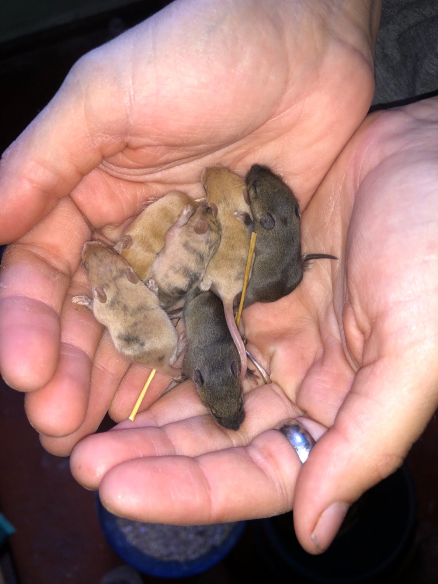 миші різного окрасу!!!