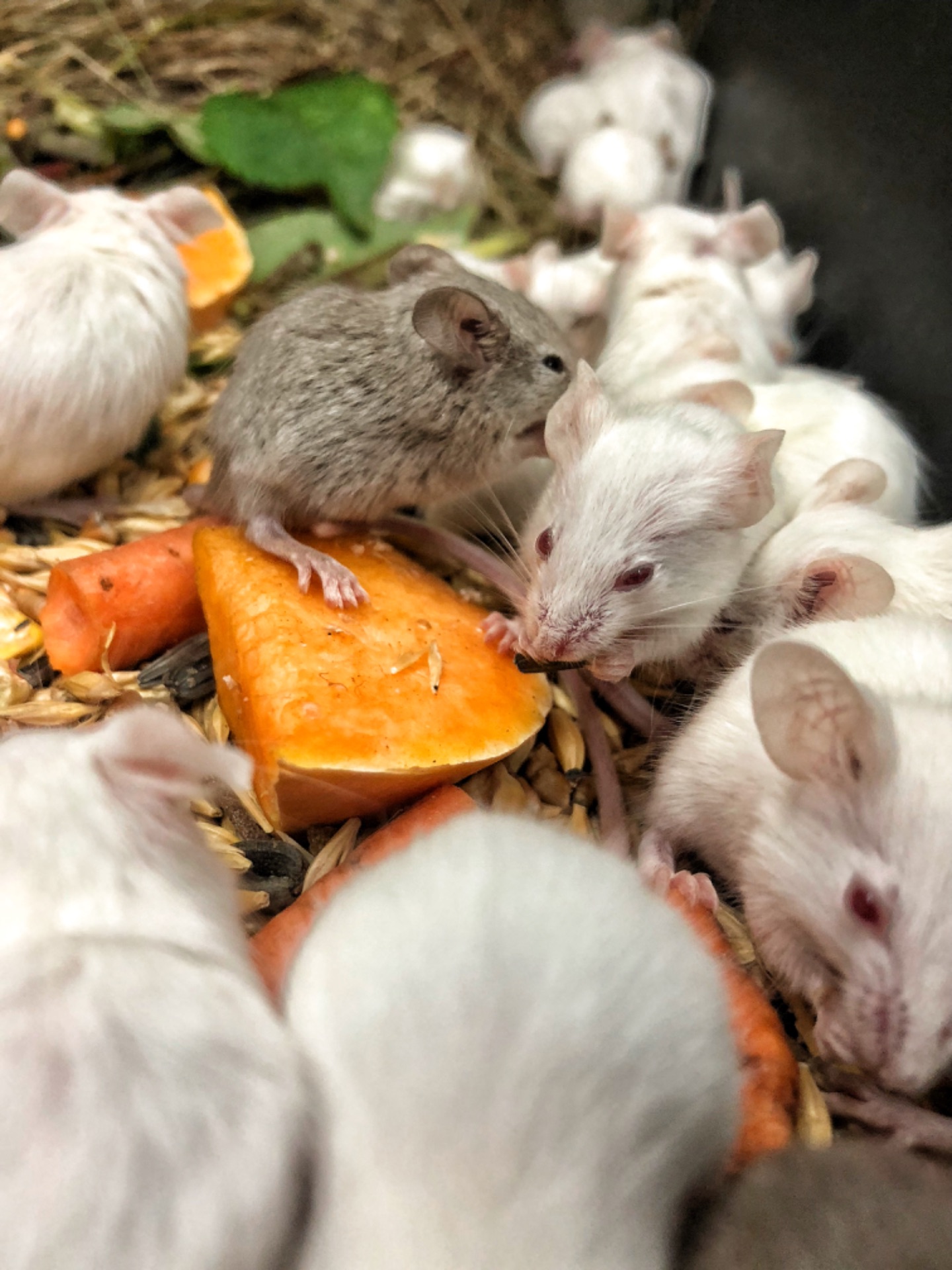 миші різного окрасу!!!