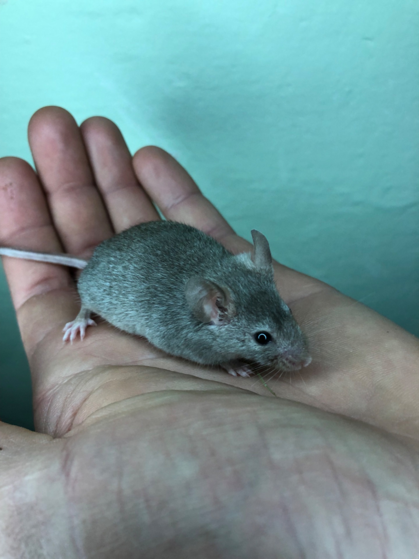 миші різного окрасу!!!