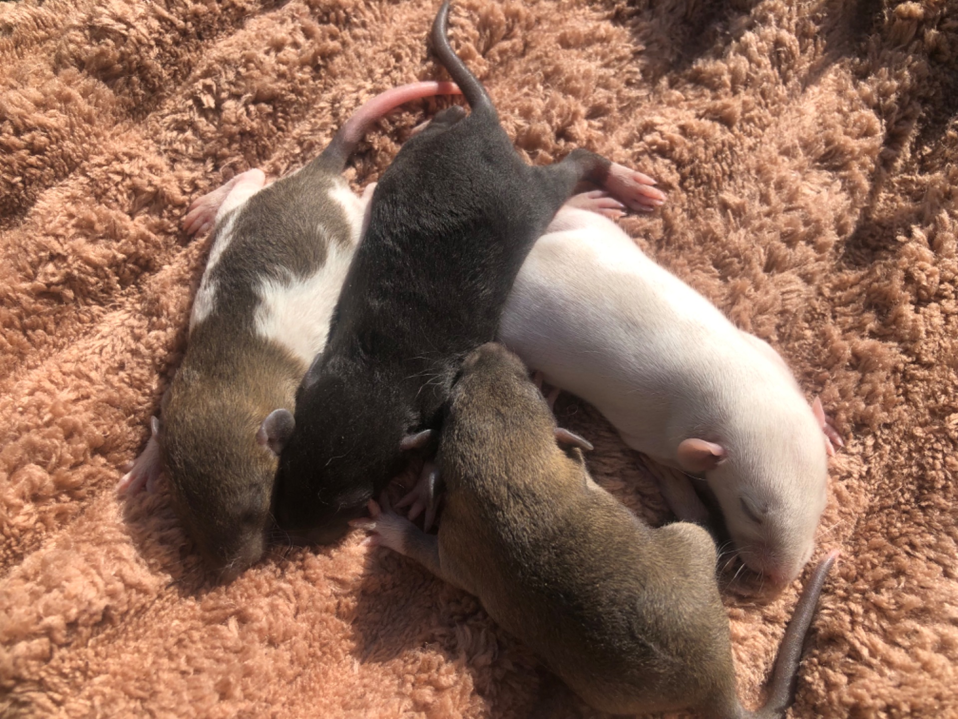 миші різного окрасу!!!