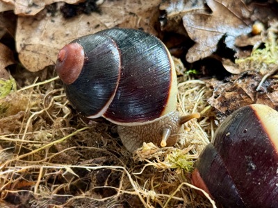 Acavus haemastoma haemastoma