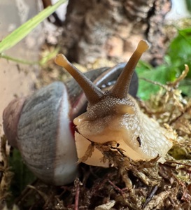 Acavus haemastoma haemastoma