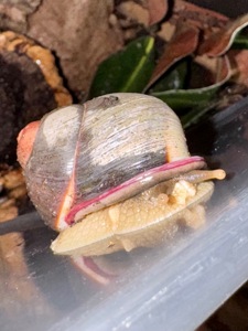 Acavus haemastoma haemastoma