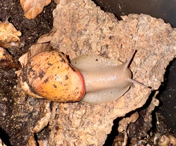 Равлик Megalobulimus oblongus, мегас